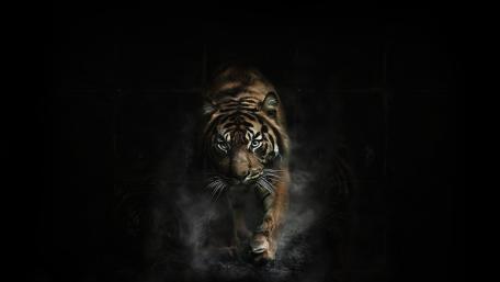 Majestic Tiger on Black Background wallpaper