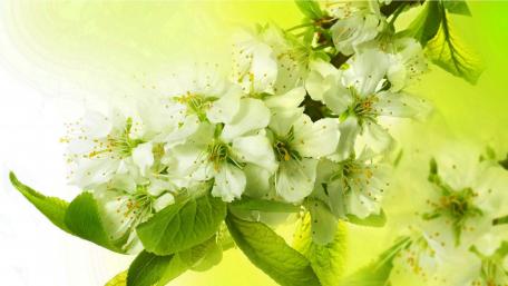 Blooming White Flowers in Spring Light wallpaper