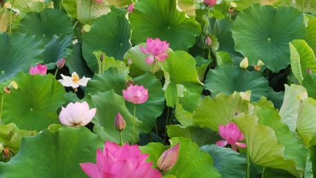 Lianhua Lake Park wallpaper