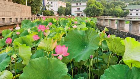 Lianhua Lake Park wallpaper