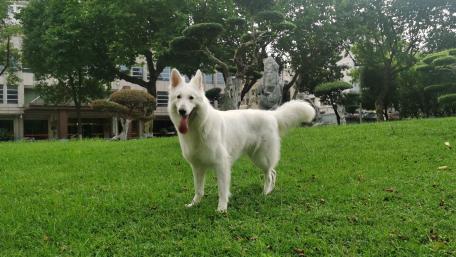 Majestic White Dog on Lush Green Grass wallpaper