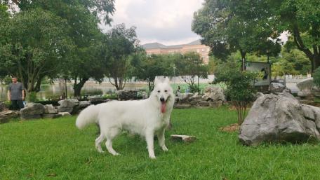 White Dog Playfully Posing in a Scenic Park Setting wallpaper