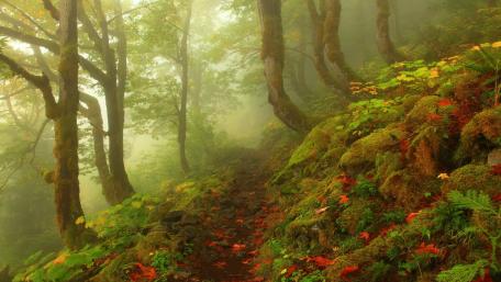 Enchanting Forest Path Amidst Autumn Hues wallpaper