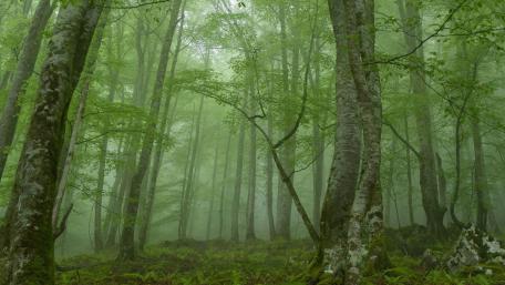 Lush Green Forest Under Misty Canopy wallpaper