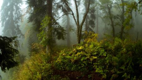 Misty Forest Serenity Surrounding Nature's Beauty wallpaper