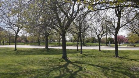 Serene Shade Under Trees in a Lush Landscape wallpaper
