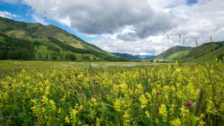 Vibrant Valley Blossoms Under a Cloudy Sky wallpaper
