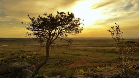 Majestic Tree Against a Golden Horizon wallpaper