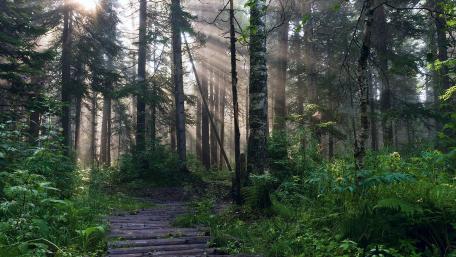 Sunlit Path Through a Mystical Forest wallpaper