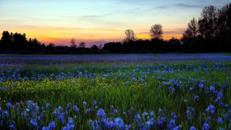 Breathtaking Sunset Over Blue Flower Field wallpaper
