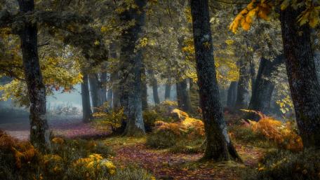 Autumn Serenity in a Forest Pathway wallpaper