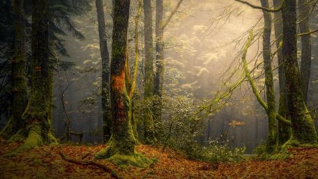 Misty Forest Embraced by Nature's Beauty wallpaper