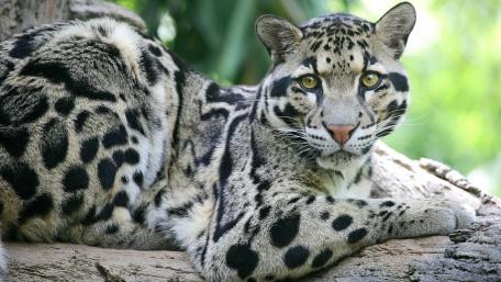 Majestic Clouded Leopard Resting Gracefully wallpaper