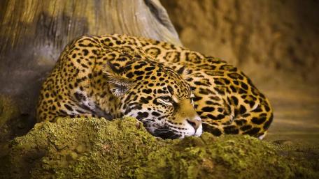 Majestic Jaguar in a Natural Habitat wallpaper