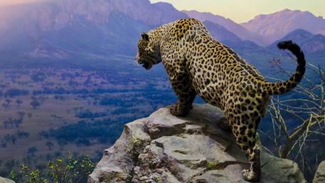 Majestic Jaguar on a Rocky Cliff wallpaper