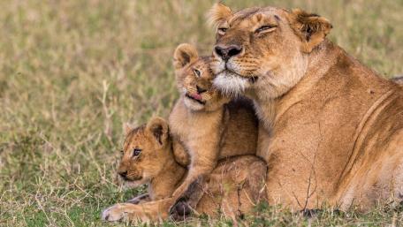 Adorable Lioness with Her Playful Cubs wallpaper