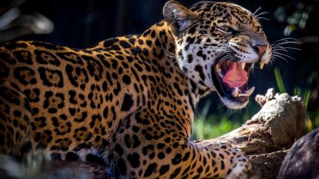 Majestic Jaguar Roaring in the Wild wallpaper