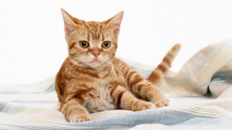Charming Ginger Cat Relaxing on Soft Fabric wallpaper