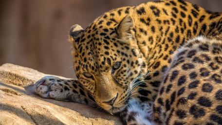 Majestic Jaguar Resting on a Rock wallpaper