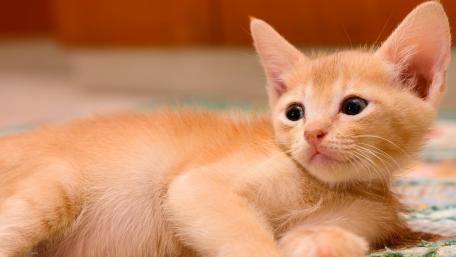 Adorable Ginger Kitten Relaxing on a Quilt wallpaper