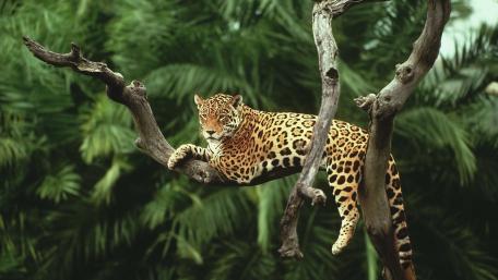 Majestic Jaguar Relaxing in the Trees wallpaper