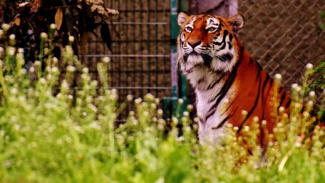 Majestic Tiger in Lush Green Surroundings wallpaper