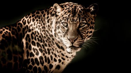 Majestic Leopard in Focus wallpaper