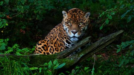Majestic Jaguar in Natural Habitat wallpaper