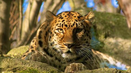 Majestic Leopard in Natural Habitat wallpaper