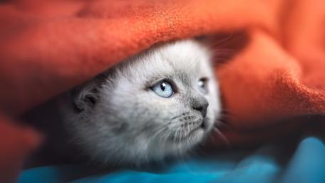 Cozy Ragdoll Kitten Under Blanket wallpaper