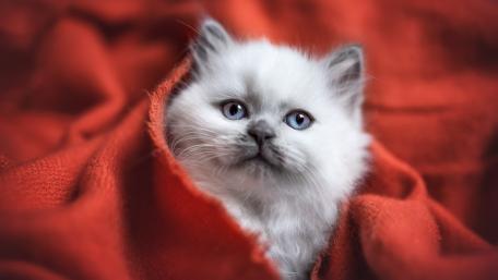 Adorable Ragdoll Kitten Wrapped in Cozy Blanket wallpaper