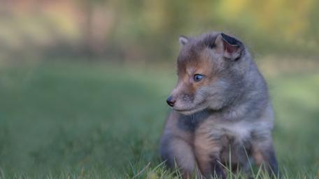 Adorable Fox Cub in Nature's Embrace wallpaper