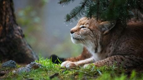 Majestic Eurasian Lynx in Nature's Embrace wallpaper