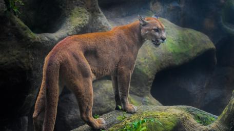 Majestic Cougar on Rocky Terrain wallpaper