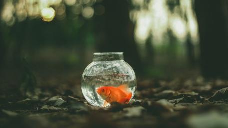 Fish wallpaper