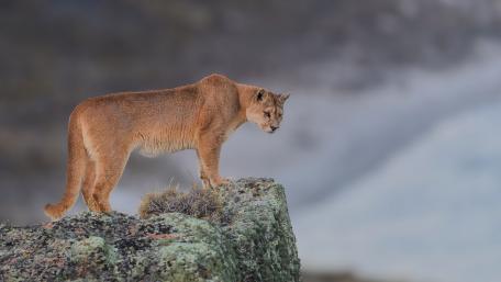 Majestic Cougar on a Rocky Outcrop wallpaper