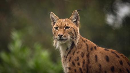 Majestic Lynx in Nature's Embrace wallpaper