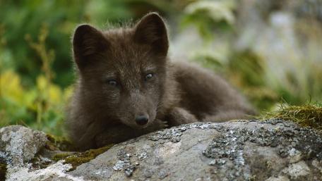 Adorable Arctic Fox Cub Relaxing on a Rock wallpaper