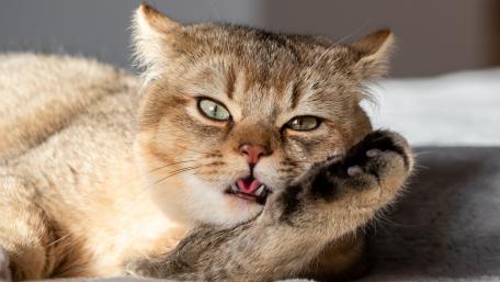 Charming Cat Portrait for Your Space wallpaper