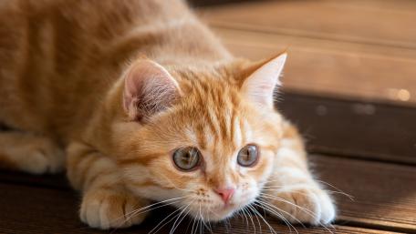 Ginger Cat in Relaxed Pose Fur and Whiskers Decorate the Scene wallpaper