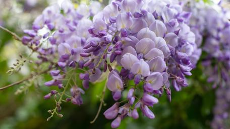 Soft Elegance of Wisteria Blooms wallpaper