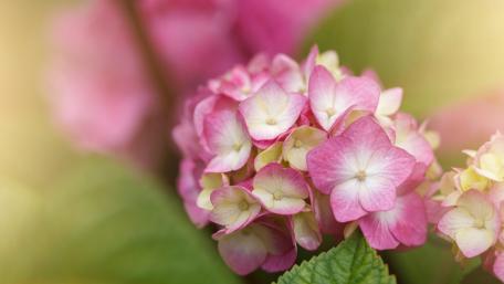 Delicate Pink Hydrangea Blossom Wallpaper wallpaper