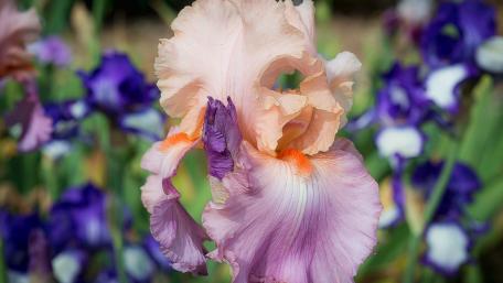 Delicate Iris Blooms in Soft Hues wallpaper