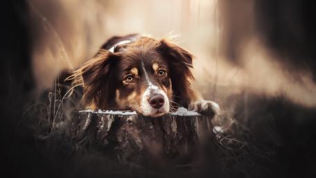 Resting Australian Shepherd wallpaper