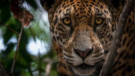 Majestic Jaguar Close-Up Wallpaper wallpaper