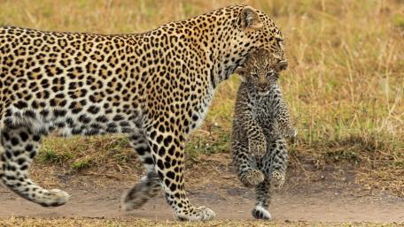 Caring Moments of a Leopard Family wallpaper