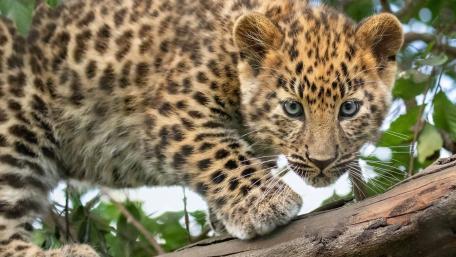 Curious Leopard Cub in a Natural Habitat wallpaper