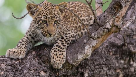 Playful Leopard Cub in a Tree wallpaper