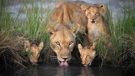 Majestic Lioness with Lion Cubs Drinking Water in Nature wallpaper