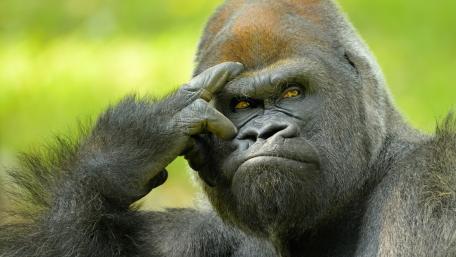 Gorilla's Thoughtful Pose in the Wild wallpaper